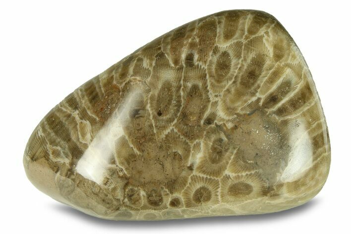 Large, Polished Petoskey Stone (Fossil Coral) - Michigan #293398